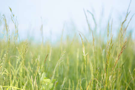 Fresh dewy green grass at sunrise. Nature background.の写真素材