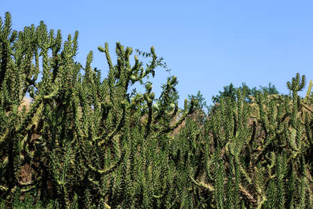 Cactus garden natural bacground.の写真素材