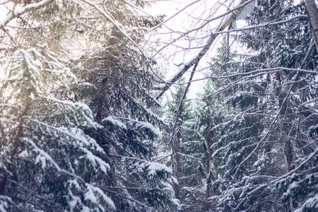 winter forest with a lot of snowの写真素材