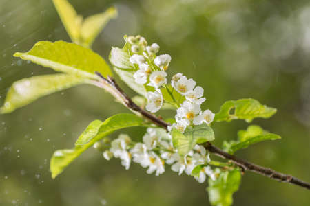 Flowers bird cherry on a tree growing in the spring forest.の写真素材