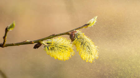 The first spring gentle leaves, buds and branches