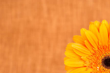 Beautiful bright orange gerber in macroの写真素材