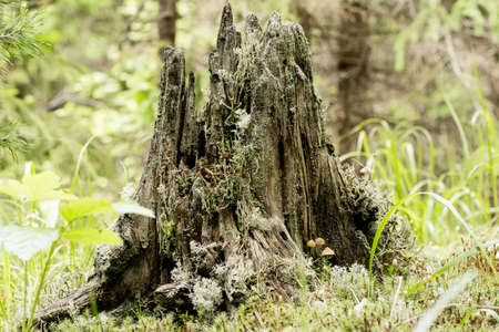 Old rotten wooden stump with moss and mushrooms in the forest. Summer season. Rotten tree stump moss nature forest.の写真素材