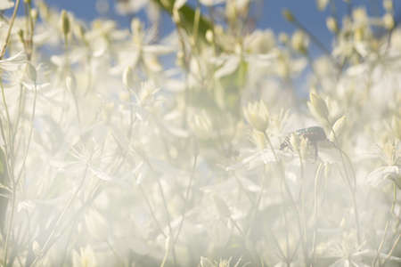 A Large green bug on the Decorative bush with white flowers on sunset. Clematis. The background for...