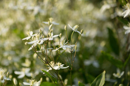 Decorative bush with white flowers on sunset. Clematis.