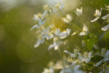 Decorative bush with white flowers on sunset. Clematis.