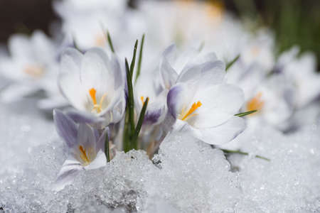 Crocus flowers blooming through the melting snow in the springの写真素材