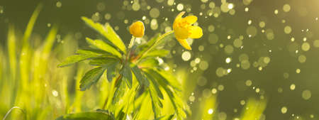 Wild flower buttercup with sunshine shallow dof and flying water particle.の写真素材