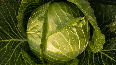 Background with big fresh cabbage closeup in the gardenの写真素材