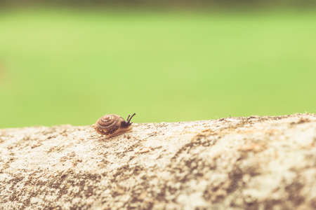 Closeup of snail on the branch, green backgroundの写真素材