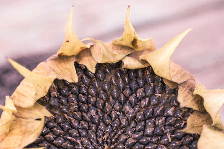 Harvested sunflower head and seeds on wooden rustic tableの写真素材
