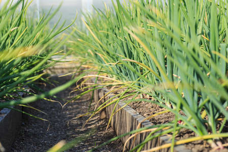 close-up of onion plantation in the vegetable gardenの写真素材