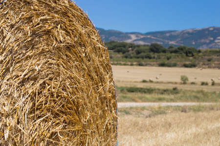 Agricultural field on which stacked straw haystacks after the wheat harvestの写真素材