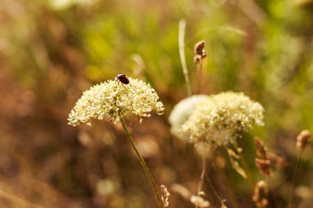 Cockchafer on a blade of grass in the forest.