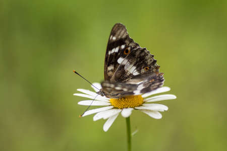 Beautiful butterfly on a flower chamomile. Green background.の写真素材