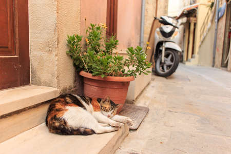 A lovely orange cat relaxing at a doorstep in the streets of a greek mediterranean small village town Crete, Island, Greece,の写真素材