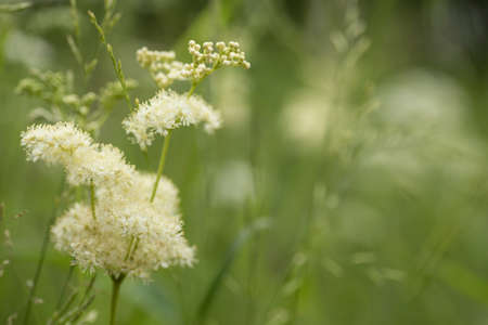 Green meadow closeup. Wild grasses photo background.の写真素材