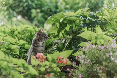 Big grey cat hunting in the parkの写真素材
