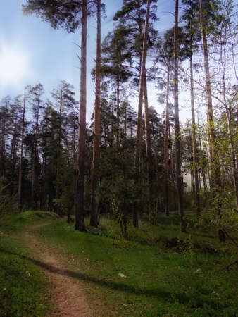                              shows a decline in the forest  