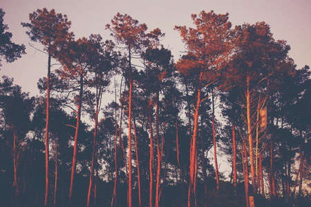 Tall trees at sunset - high trees at sunsetの素材