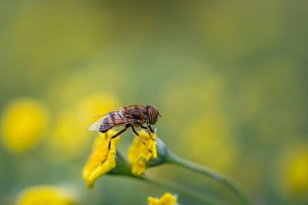 Closeup of a Hover Fly collecting pollen from flowersの写真素材