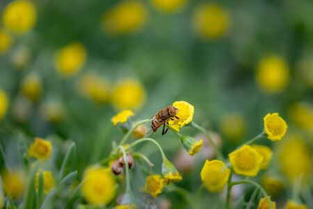 Closeup of a Hover Fly collecting pollen from flowers