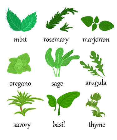Set of different special herbs which are using in cooking with titles realistic isolated vector illustration mint basilicas oregano.のイラスト素材