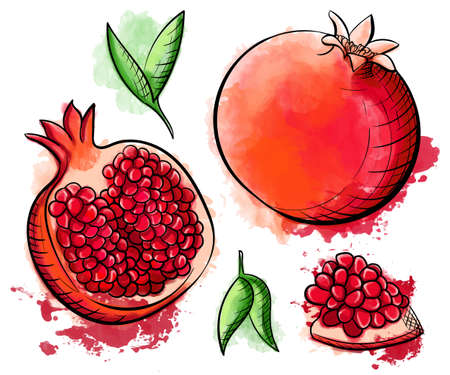 Hand drawn watercolor painting pomegranate on white background. Sketch food vector illustrationのイラスト素材