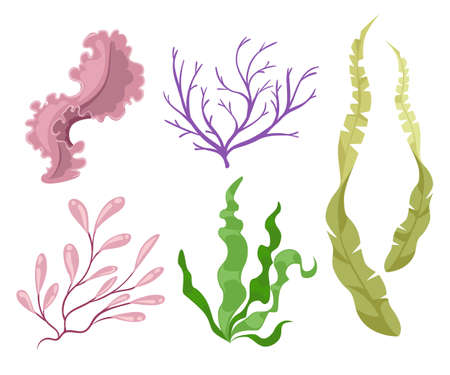 Sea plants and aquatic marine algae Seaweed set vector illustration. Yellow and brown, red and green aquarium .のイラスト素材