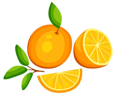 Orange fruit vector isolated set packaging juice design tangerine fresh orange composition on white background illustrationのイラスト素材