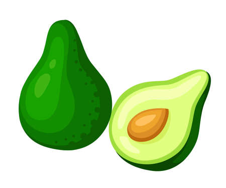 Vector avocados illustration. Whole and cut avocado isolated on white background.のイラスト素材