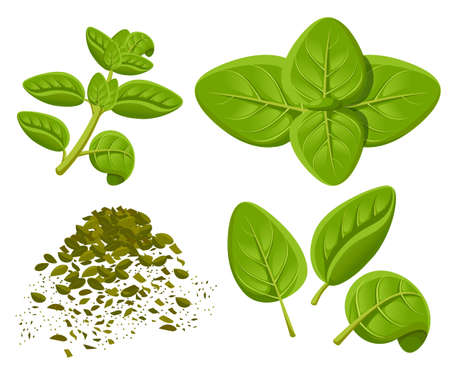 Oregano set vector drawing. Isolated Oregano plant with leaves. Herbal engraved style illustration. Detailed organic product sketch. Cooking spicy ingredient Web site page and mobile app design vectorのイラスト素材