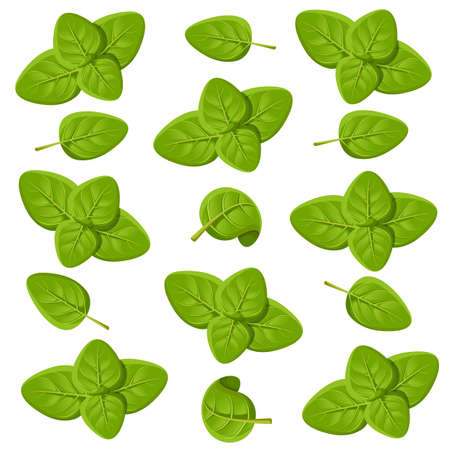 Oregano set vector drawing. Isolated Oregano plant with leaves. Herbal engraved style illustration. Detailed organic product sketch. Cooking spicy ingredient Web site page and mobile app design vectorのイラスト素材