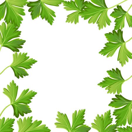 Parsley on white background vector illustration.のイラスト素材
