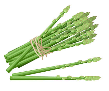 Asparagus vegetable plant Vector illustration of bunch of asparagus stems.のイラスト素材