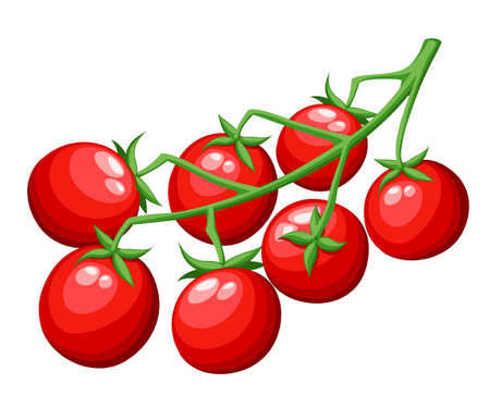 Fresh cherry tomatoes vegetable from the garden, organic food red tomato on green branch vector illustration isolated on white backgroundのイラスト素材