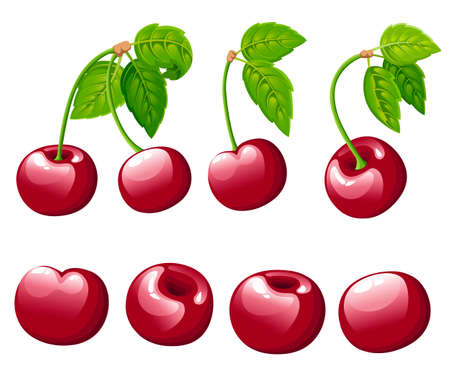 Cherry berry collection. Vector illustration of cherry with green leaves. Vector illustration for...