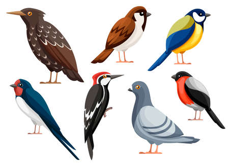 Colorful bird collection. Pigeon, Sparrow, Titmouse, Swallow, Woodpecker, Starling, Bullfinch. Flat birds icon. Vector illustration isolated on white background.のイラスト素材