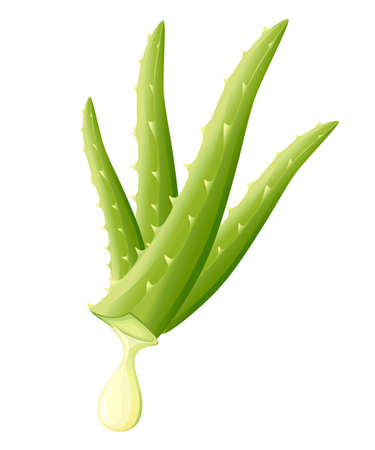 Aloe vera plant with aloe drop. Flat design for medicine and cosmetology. Colorful icon. Vector illustration isolated on white background.のイラスト素材