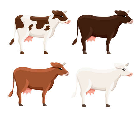 Collection of cute cows. Farm domestic animal. Flat style animal design. Vector illustration isolated on white background.のイラスト素材