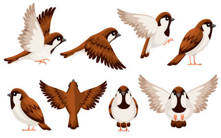 Colorful Icon set of Sparrow bird. Flat cartoon character design. Bird icon in different side of view. Cute sparrow for world sparrow day. Vector illustration isolated on white background.のイラスト素材