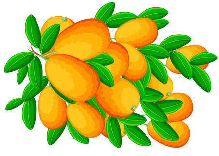 Exotic fruit kumquat with green leaves. Fresh fruit cartoon style. Flat vector illustration isolated on white background. Kumquat branch.のイラスト素材