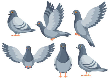 Colorful Icon set of Pigeon bird flying and sitting.のイラスト素材