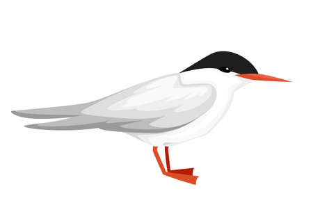 Flying white bird. Arctic Tern. Sterna hirundo. Arctic animal, cartoon flat design. Vector illustration isolated on white background.のイラスト素材