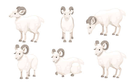 Set of white horned mountain ram sheep cartoon character design flat vector animal illustration isolated on white background.のイラスト素材