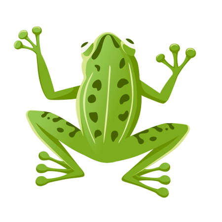 Cute smiling green frog sitting on ground cartoon animal design flat vector illustration isolated on white background.のイラスト素材