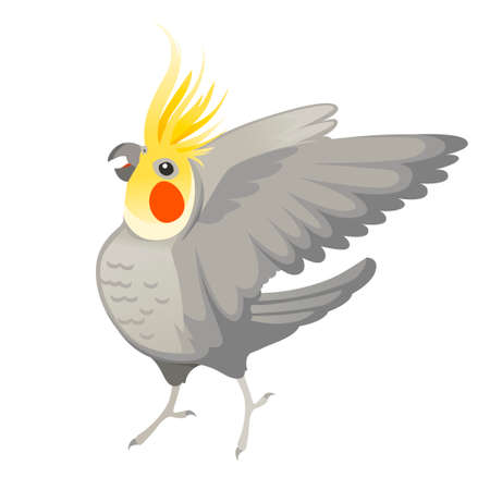Adult parrot of normal grey cockatiel looking on you and flapping its wing (Nymphicus hollandicus, corella) cartoon bird design flat vector illustration isolated on white background.のイラスト素材