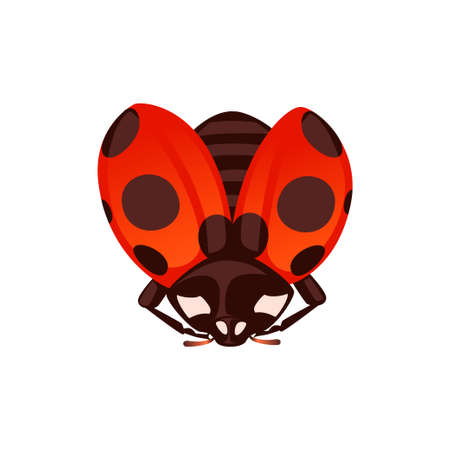 Ladybug with open shell and wings flying beetle cartoon bug design flat vector illustration isolated on white background.のイラスト素材