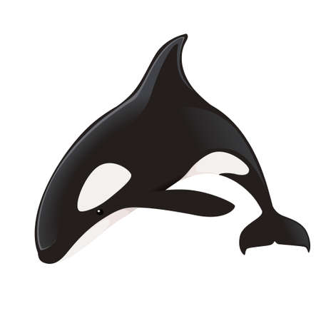 Killer whale(Orcinus orca) cartoon animal design ocean mammal orca flat vector illustration isolated on white background.のイラスト素材