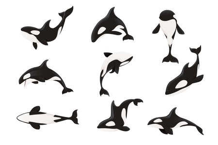 Set of killer whale(Orcinus orca) cartoon animal design ocean mammal orca flat vector illustration...